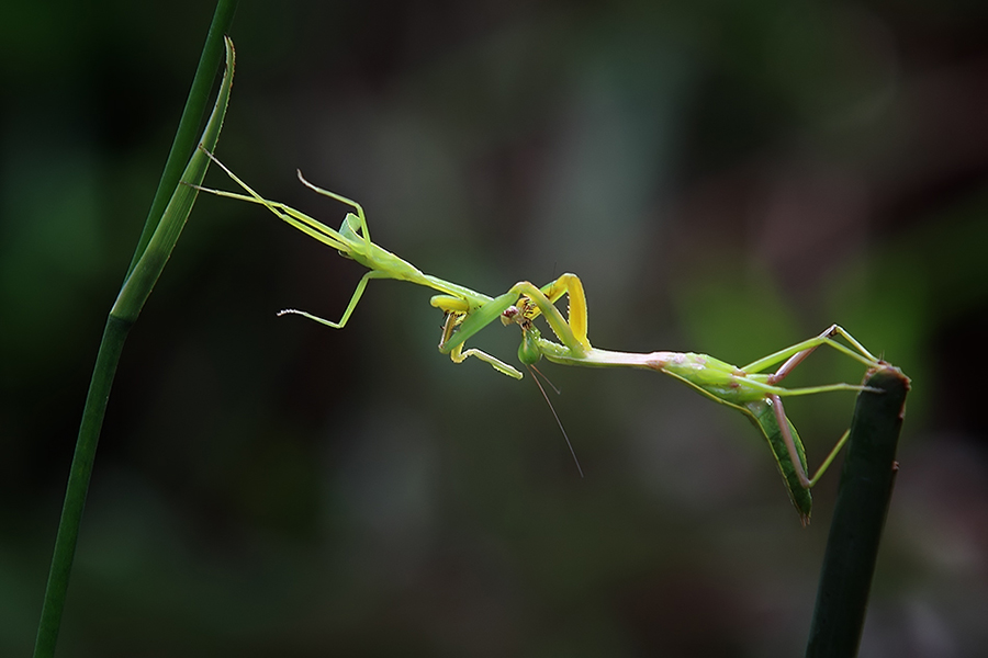 canibalism by Evigh Santoso