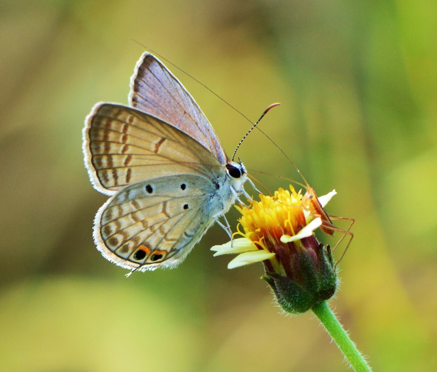 My Butterfly by Syamsul Alam