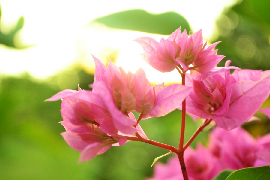 My Flower by Aidil Saputra
