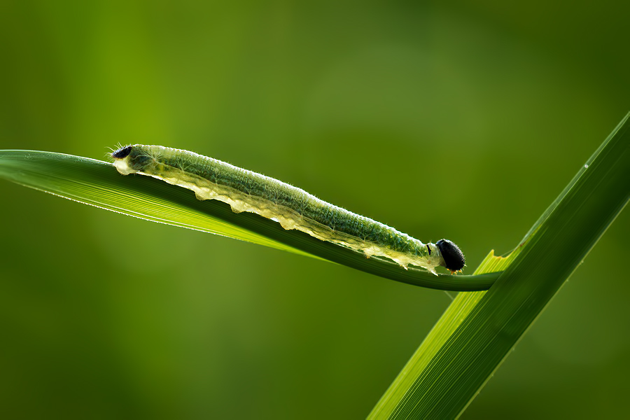 green caterpillar by anggara fauzan