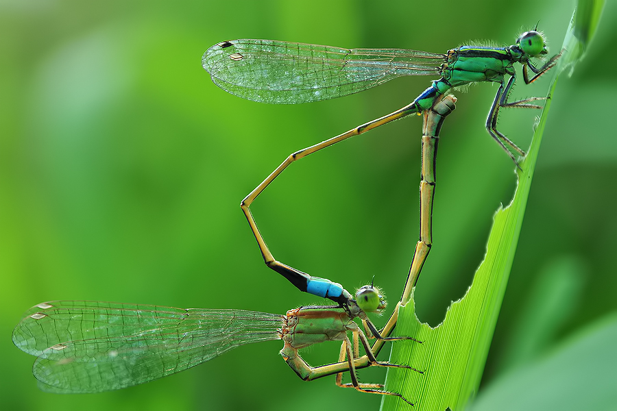 Sign LOVE by anggara fauzan