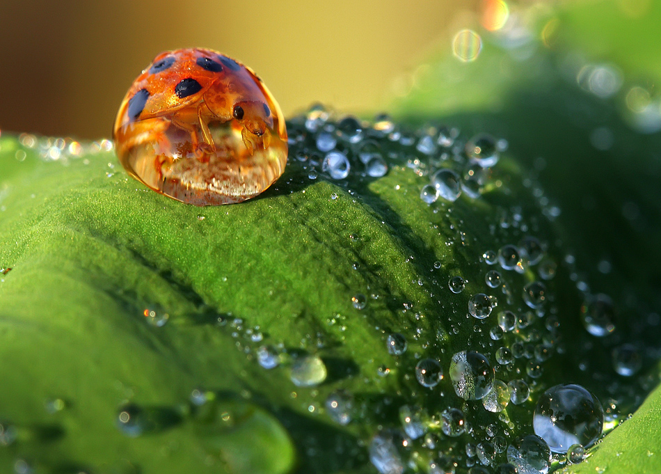 Trapped after the rain by Berthy Harlanto