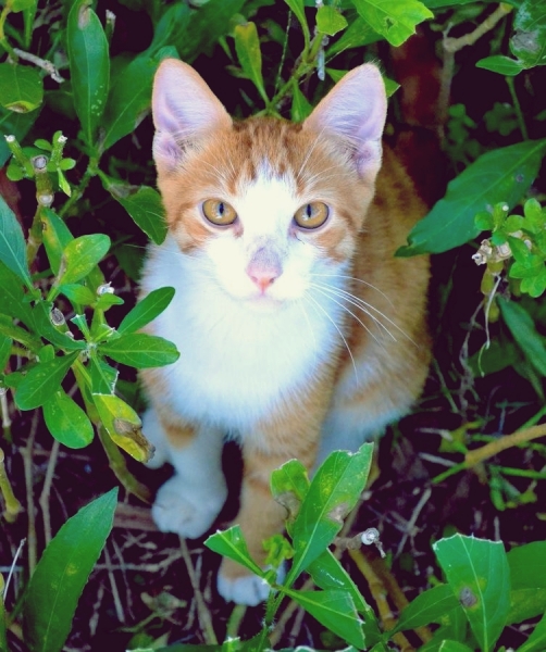 My cat, his name's Odoth by Eja putri.R
