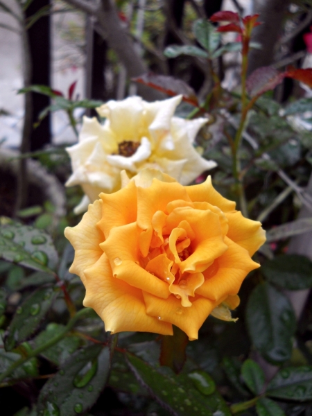Yellow Rose by Eja putri.R