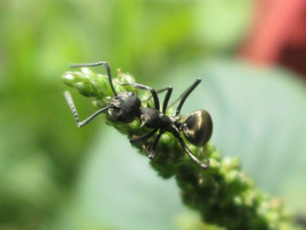 Black Ant by Dimas