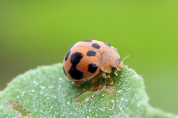 Ladybug by adi kurniawan