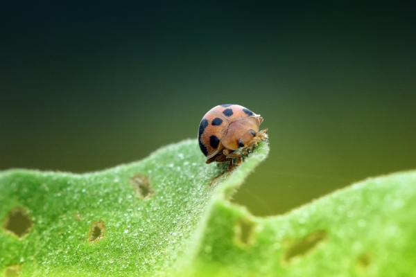 Ladybug #2 by adi kurniawan
