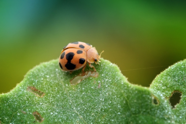 Ladybug #3 by adi kurniawan