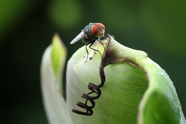 Red Eye by adi kurniawan