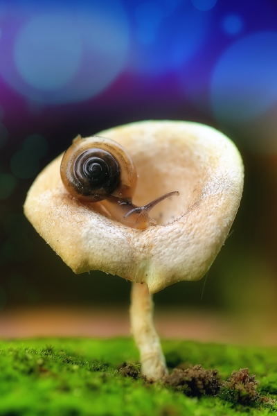 Lonely Snail by adi kurniawan