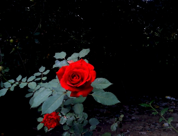 flower... by matak