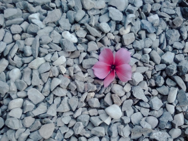 flower by matak