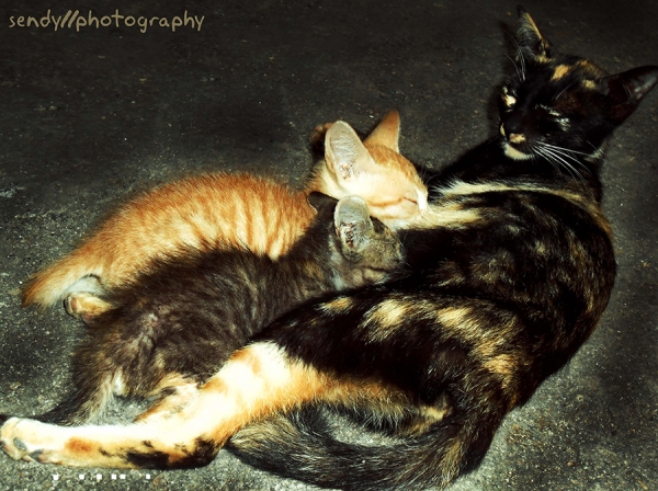 kasih ibu kepada anaknya by tile photoworks