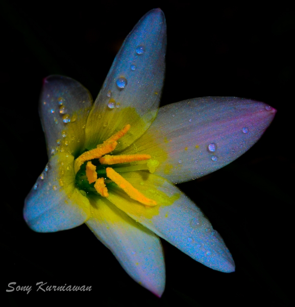 Sweet Emotion by sony kurniawan