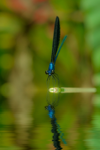 mirror by sony kurniawan