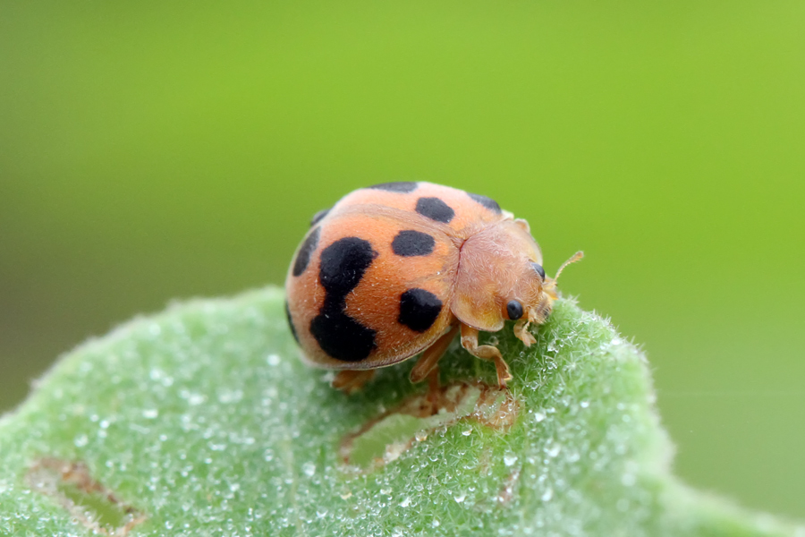 Ladybug by adi kurniawan