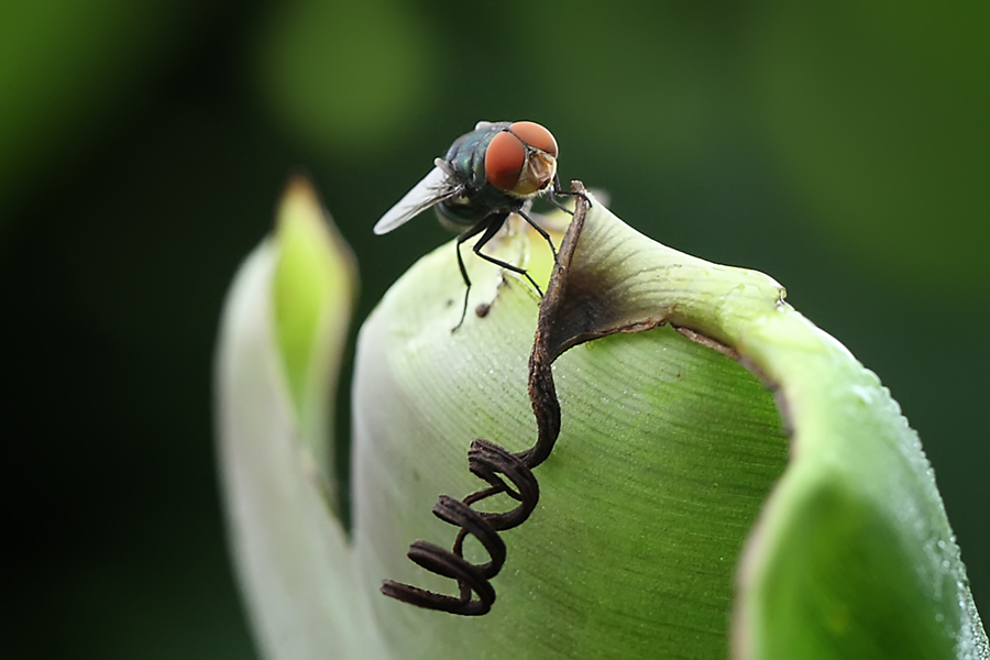 Red Eye by adi kurniawan