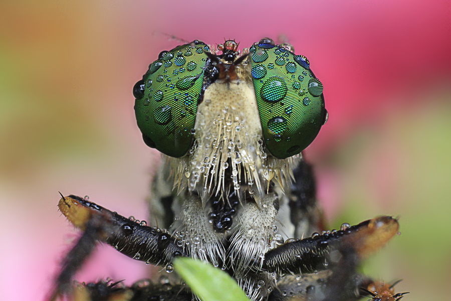 Robberfly after rain by Miswar Rasyid
