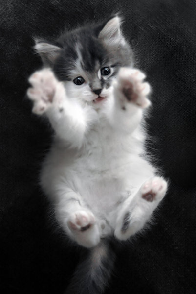 cuttie kittie by berghie
