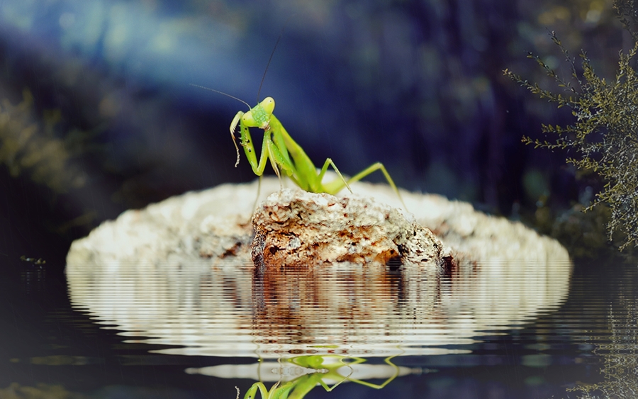 lost amid the island by saputra