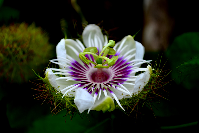 White Flower by Syahrul Sandjaya