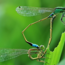 Sign LOVE by anggara fauzan