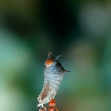 Berat by Bocah Bocor