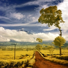 Di perkebunan Teh by Heri Budianto