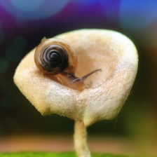 Lonely Snail by adi kurniawan