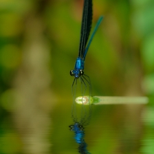 mirror by sony kurniawan