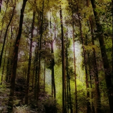 Bogor Cifor 