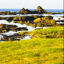 Rumput Hijau Di Pesisir Laut by Sepriadi