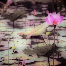 The Light From The Flower by Sepriadi
