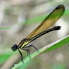 Dragonfly Air II id Ready For Take Off by Sepriadi