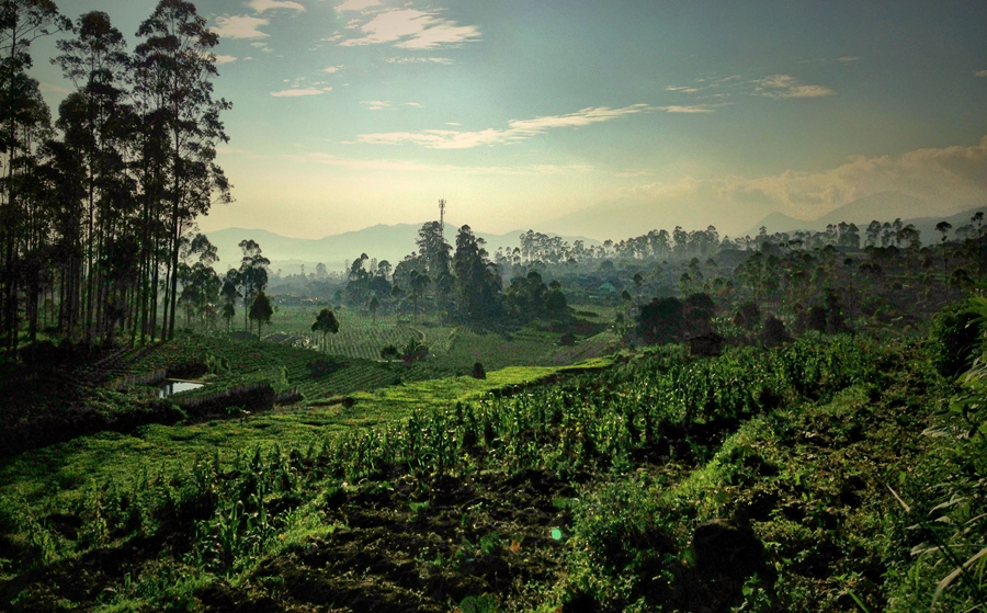 the green  by Rony Tjayana
